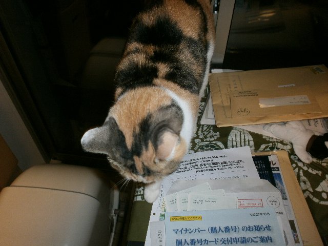 �}�C�i���o�[