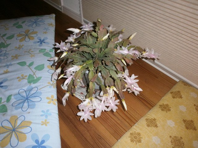 ���Ⴑ�t�T�{�e��