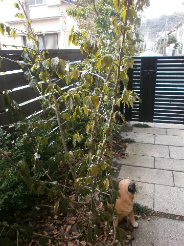 �n�C�r�X�J�X