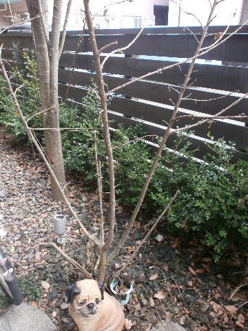 �n�C�r�X�J�X