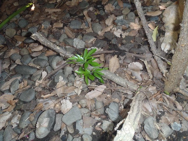 �n�C�r�X�J�X