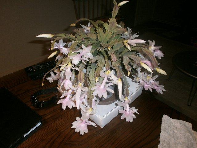 �N���X�}�X�J�N�^�X